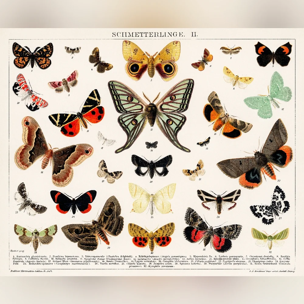 Vintage Butterfly Wall Art Print
